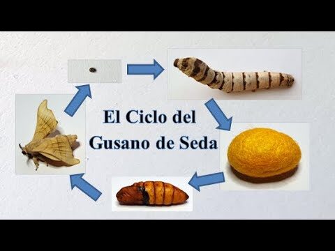 La evolución del punto de seda: una visión concisa